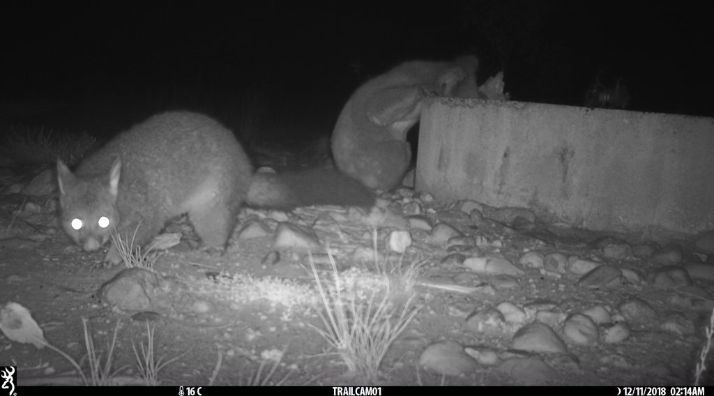 Koala & Brush-tailed Possum sharing a drink in  Pinkerton 2.jpg